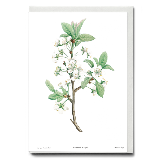 Plum Flower By Pierre-Joseph Redouté - Wenskaart