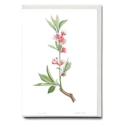 Pink flowers By Pierre-Joseph Redouté - Wenskaart