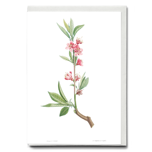 Pink flowers By Pierre-Joseph Redouté - Wenskaart