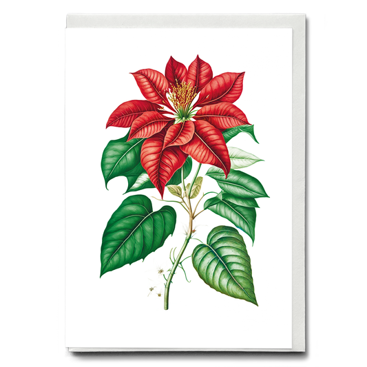 Poinsettia - Wenskaart