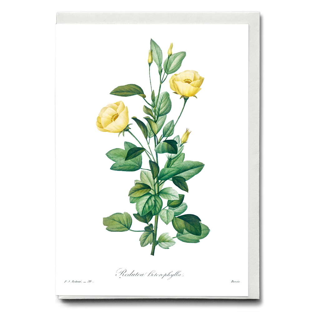 Reduta Heterophylla By Pierre-Joseph Redouté - Wenskaart
