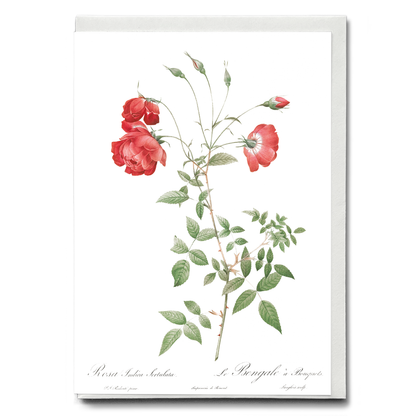 Red Rose - Wenskaart
