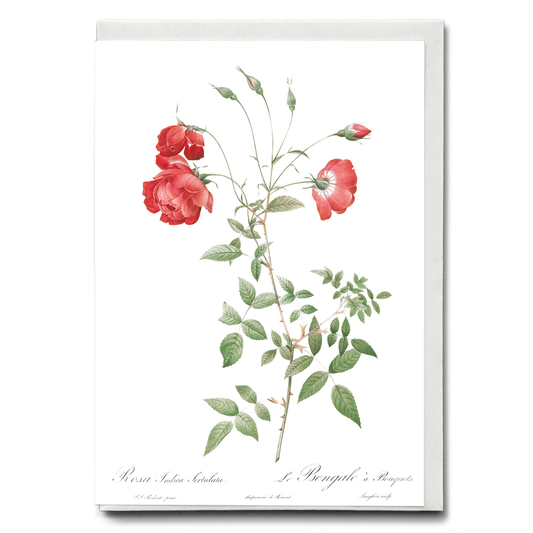 Red Rose - Wenskaart