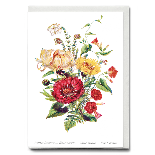 Scarlet Ipomoea, Honeysuckle, White Heath and Sweet Sulian - Wenskaart