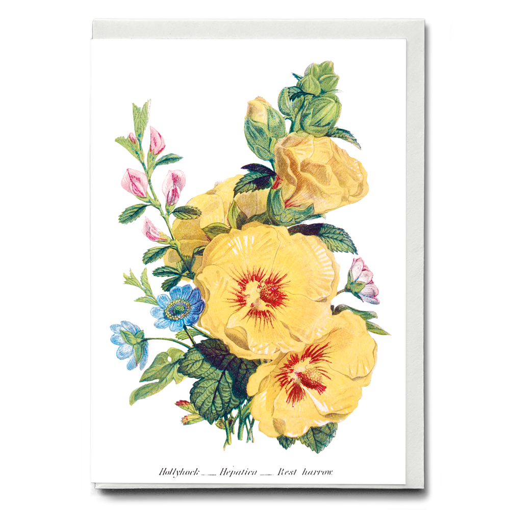 Hollyhock, Hepatica and Rest Harrow  - Wenskaart