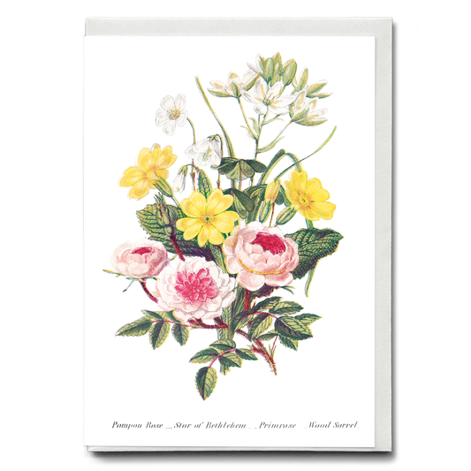Pompon Rose, Star of Bethlehem, Primrose and Wood Sorrel - Wenskaart