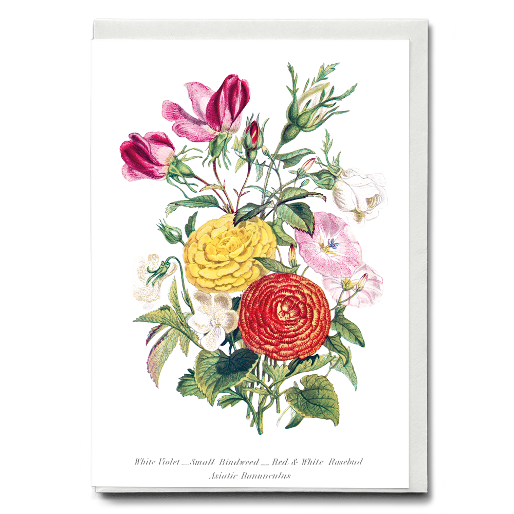 White Violet, Small Bindweed, Red and White Rosebud and Asiatic Ranunculus - Wenskaart