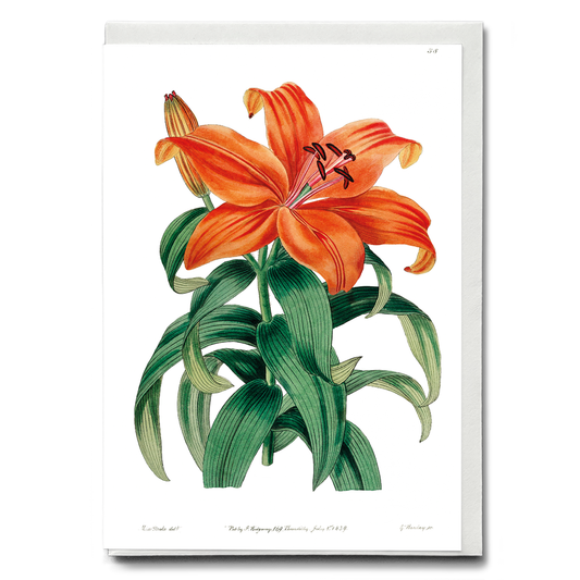 Thunberg's orange lily - Wenskaart