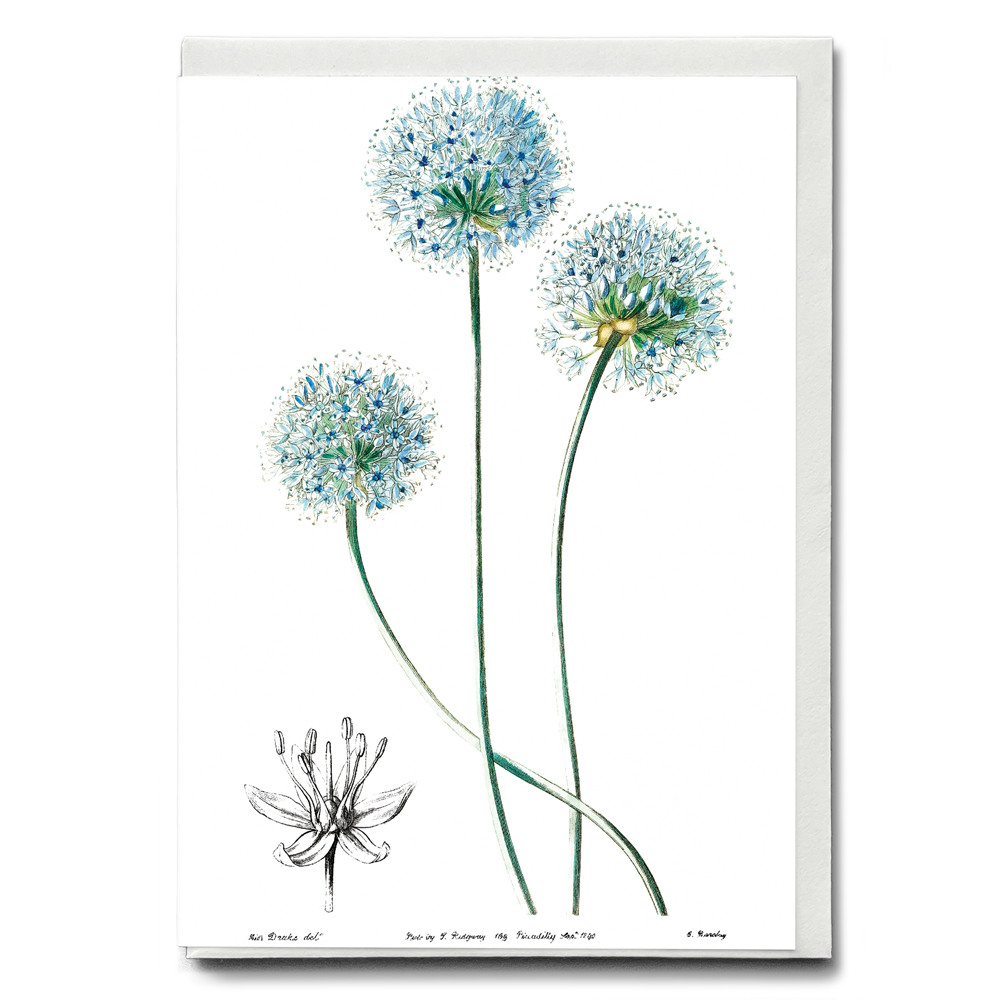 Blue leek - Wenskaart