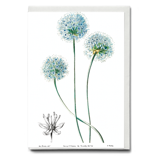 Blue leek - Wenskaart