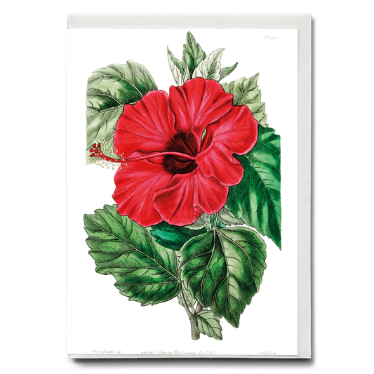 Single-flowered Chinese rose mallow  - Wenskaart