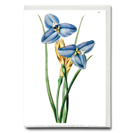 Sapphire patersonia - Wenskaart