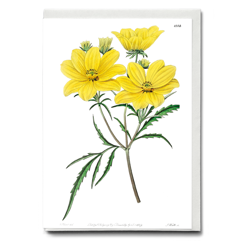 Golden coreopsis - Wenskaart