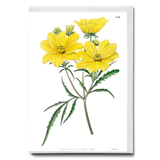 Golden coreopsis - Wenskaart