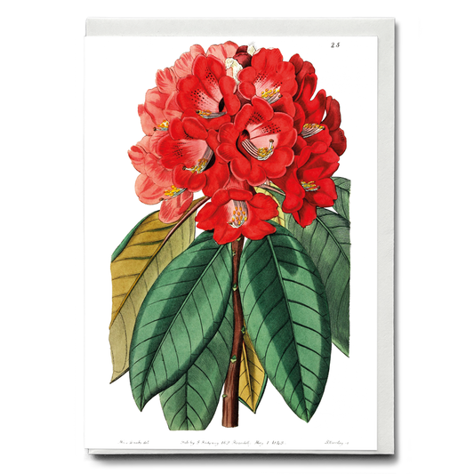 Rhododendron rollissonii - Wenskaart