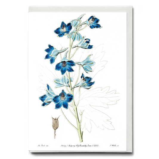 Shewy delphinium - Wenskaart