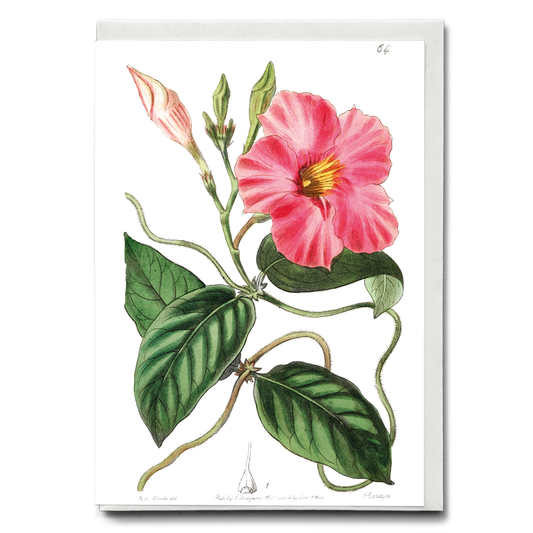 Knob-jointed dipladenia - Wenskaart