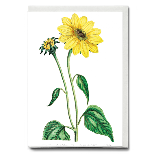 Trumpet stalked sunflower - Wenskaart