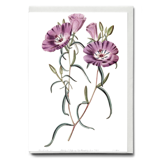 Large Purple Chilian Evening Primrose - Wenskaart