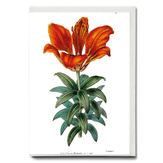 Blood red lily - Wenskaart