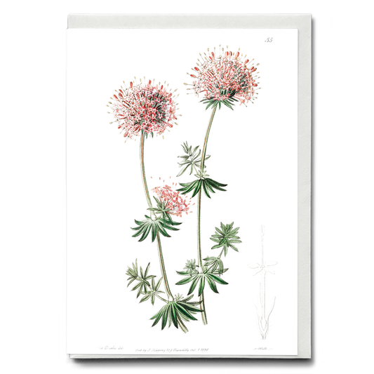 Long-styled crucianella - Wenskaart