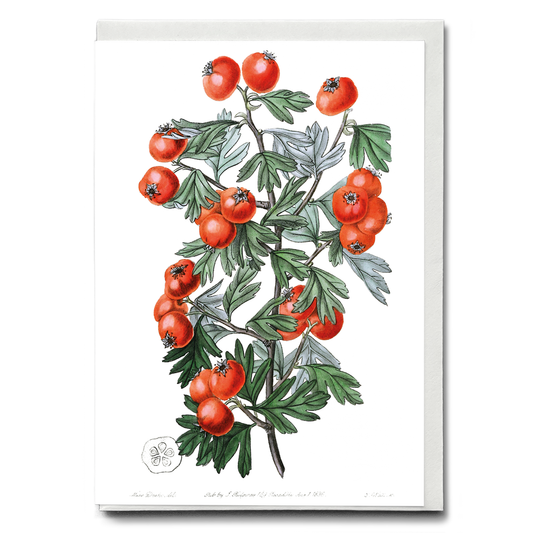 Sweetest-scented hawthorn - Wenskaart