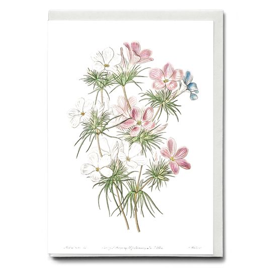 Thick-flowered slender-tube - Wenskaart