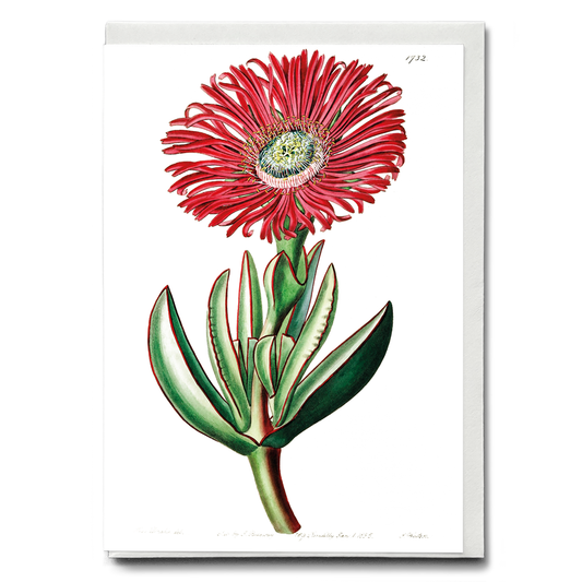 Red-Edged Fig Marigold - Wenskaart
