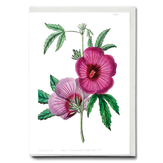 Mr.Lindley's Hibiscus - Wenskaart