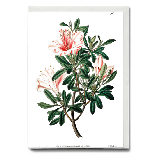 The variegated Chinese azalea - Wenskaart
