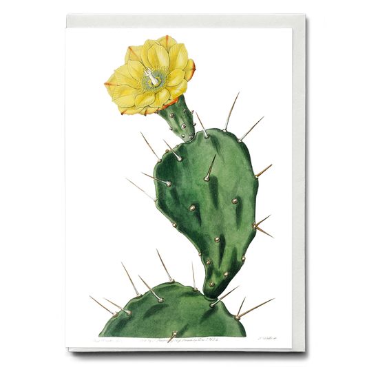 One spined opuntia - Wenskaart