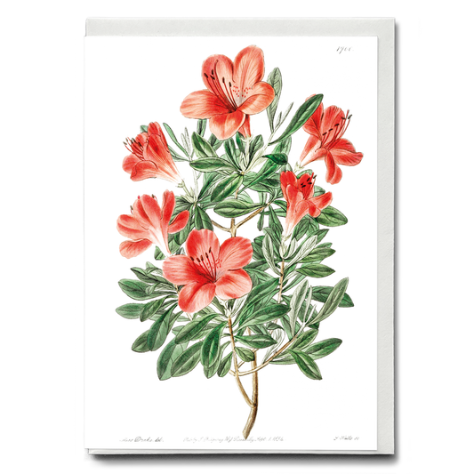 The brick-red Chinese azalea - Wenskaart