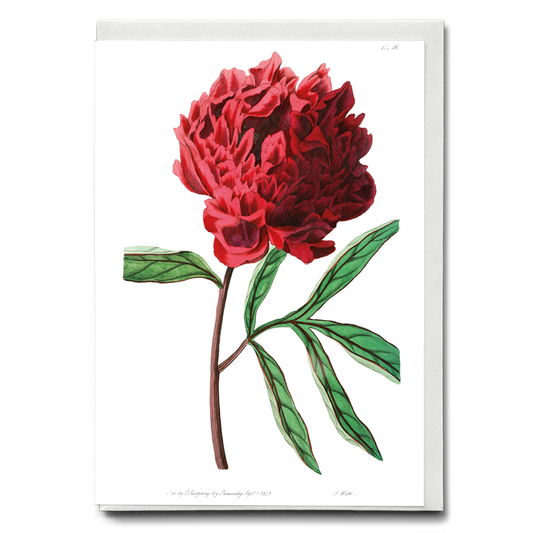 Pott's Chinese peony - Wenskaart