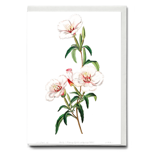 Wine-stained godetia - Wenskaart