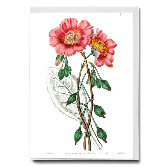 Discolored calandrinia - Wenskaart