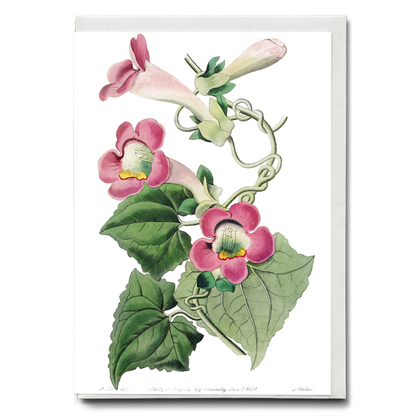 Blushing lophospermum - Wenskaart