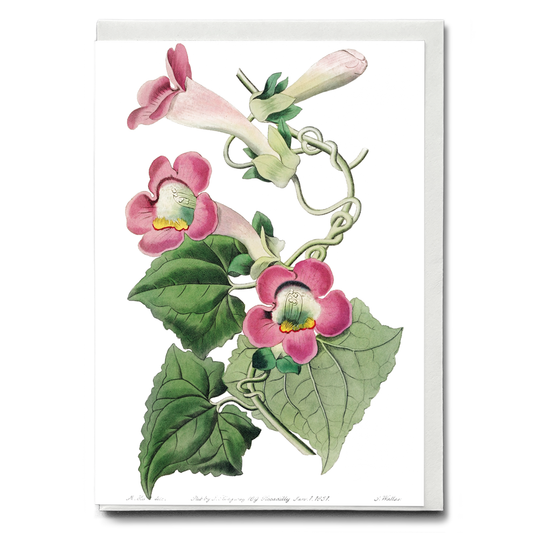 Blushing lophospermum - Wenskaart