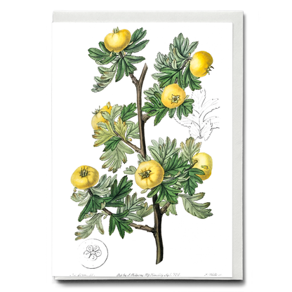 Tansy-leaved hawthorn - Wenskaart