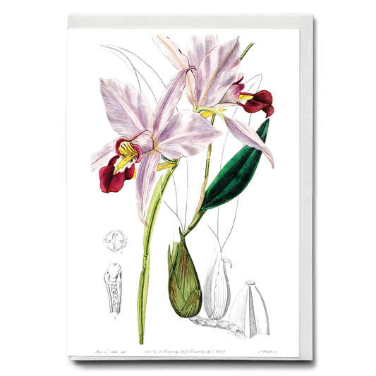 Bordered dwarf cattleya - Wenskaart