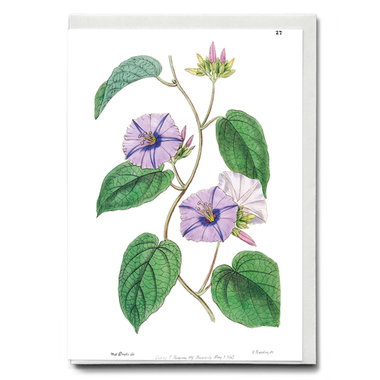 Hoary jacquemontia - Wenskaart