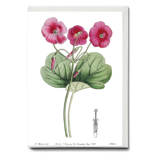 Bowie's oxalis - Wenskaart