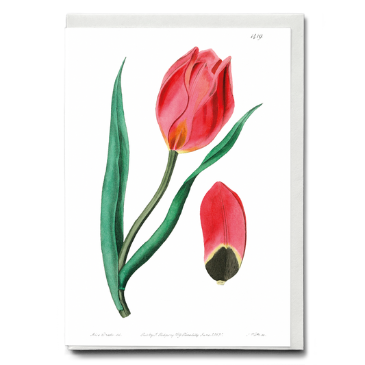 The Early Sun's Eye Tulip - Wenskaart