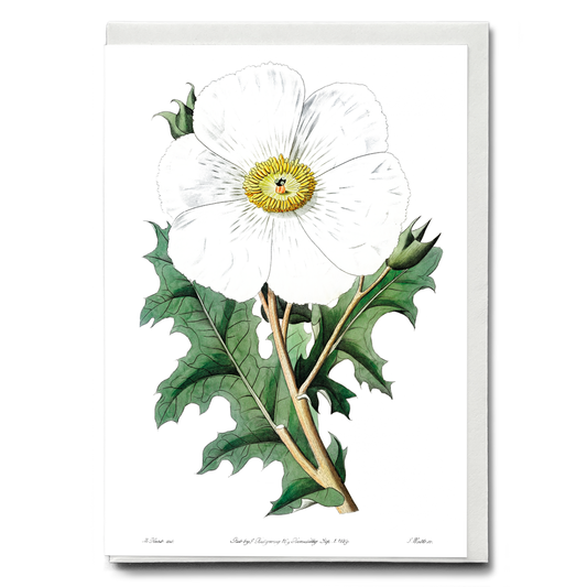 Large-flowered Mexican poppy - Wenskaart