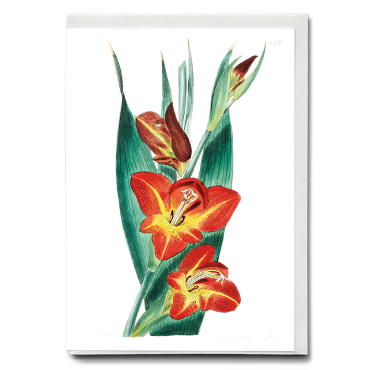 The parrot gladiole - Wenskaart