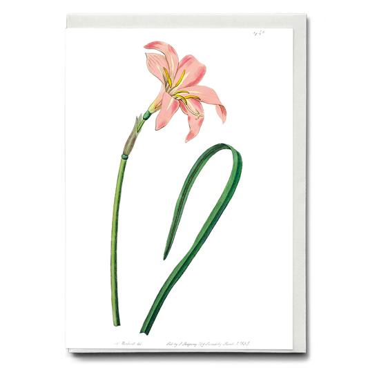 Spofforth Zephyranthes - Wenskaart