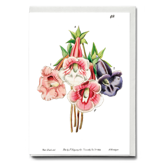 Gloxinia flower varieties - Wenskaart