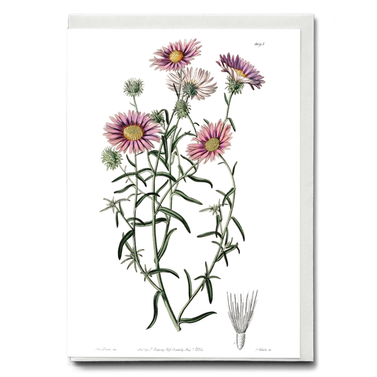 Hoary diplopappus - Wenskaart