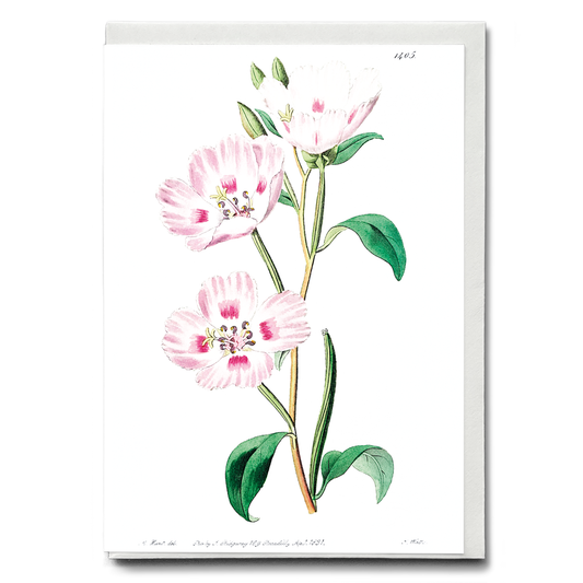 The spotted blush - Wenskaart