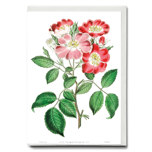 Rose clare - Wenskaart