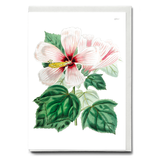 Marsh hibiscus - Wenskaart